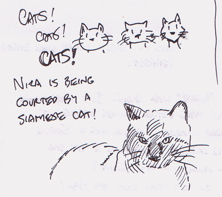 Courted by a siamese cat